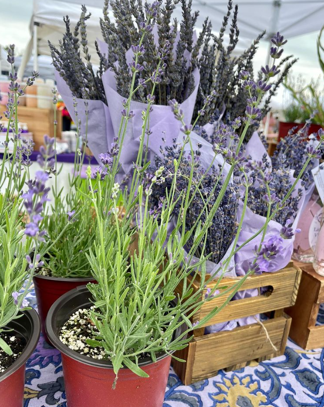 lavender plants + dried bunches