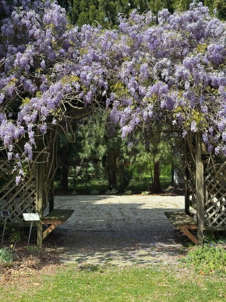 Lavender arbor